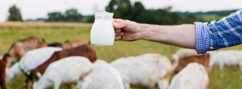 Kolostrum alebo mledzivo – všetko, čo potrebujete vedieť
